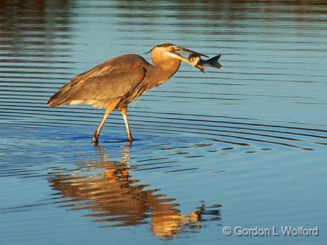 Sunrise Catch_34653.jpg - Photographed along the Gulf coast near Port Lavaca, Texas, USA.